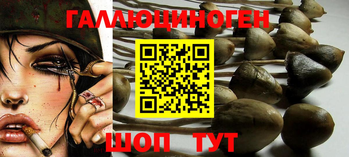 Первоуральск  Галлюциногенные грибы Cubensis  Вход с VPN 